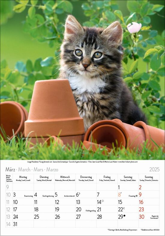 Großer farbiger Katzenkalender