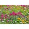 Flower-Card mit Samen - Sommerblumenmischung