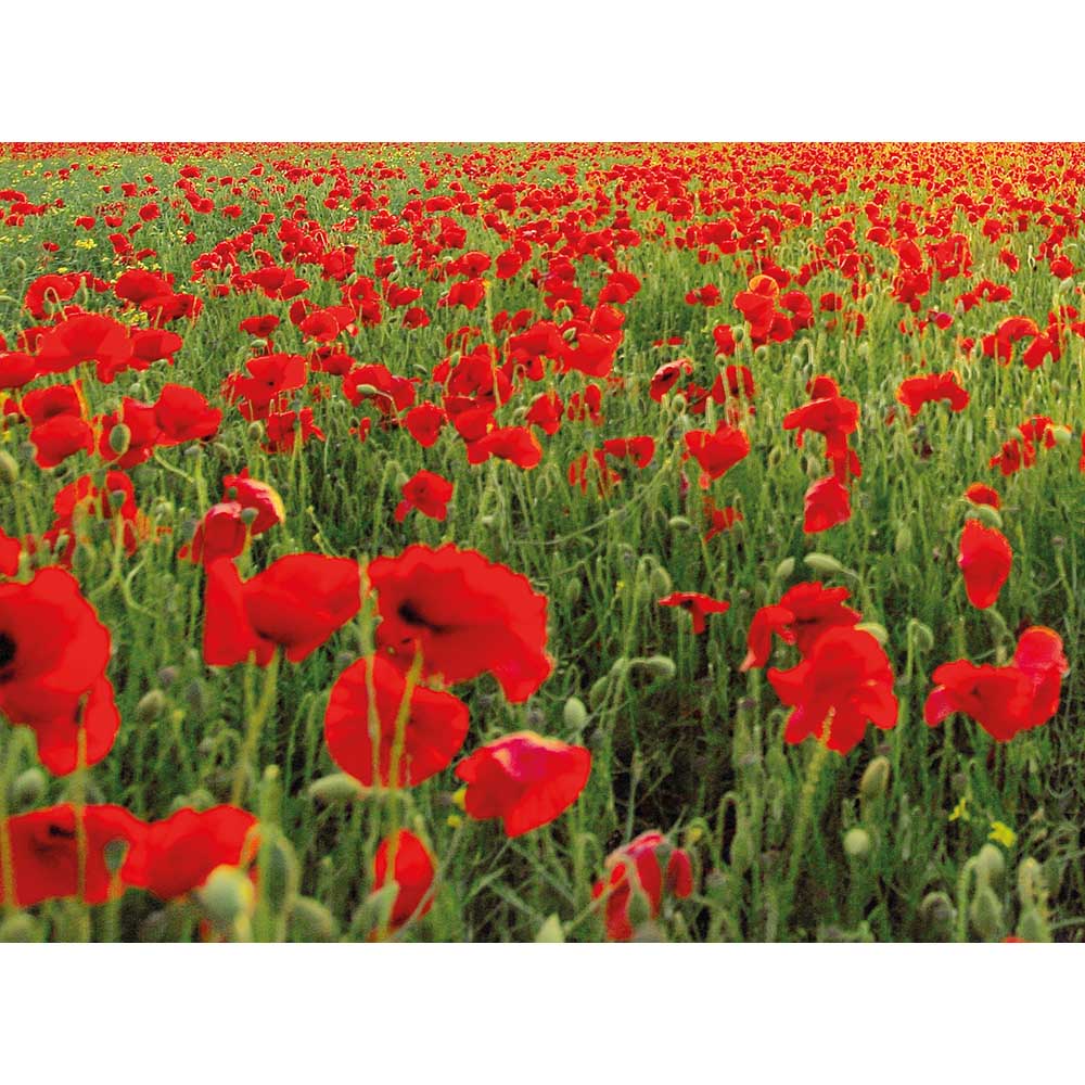 Samenpapier DIN A6 - Mohnblume, Druck 4/0-c