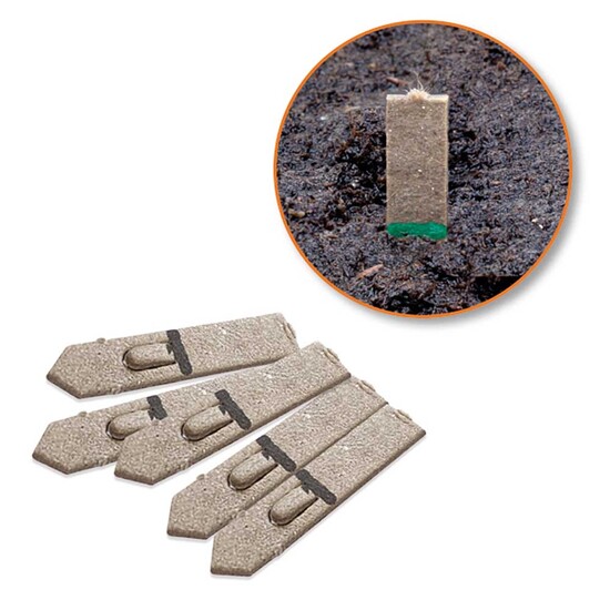 Samen-Stick - Fichte