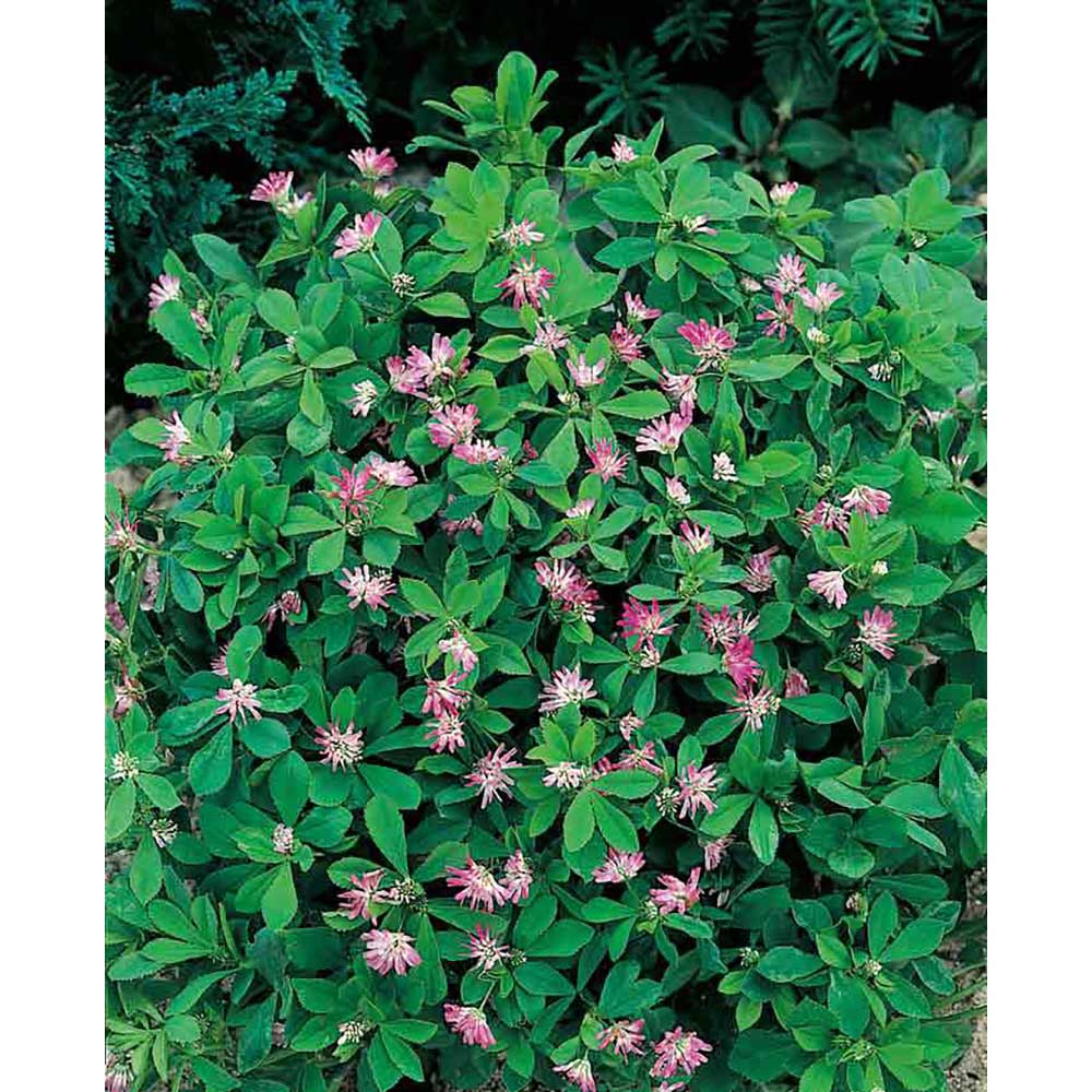 Pflanz-Holz mit Samen (Graspapier-Banderole) - Persischer Klee, 2 Seiten gelasert