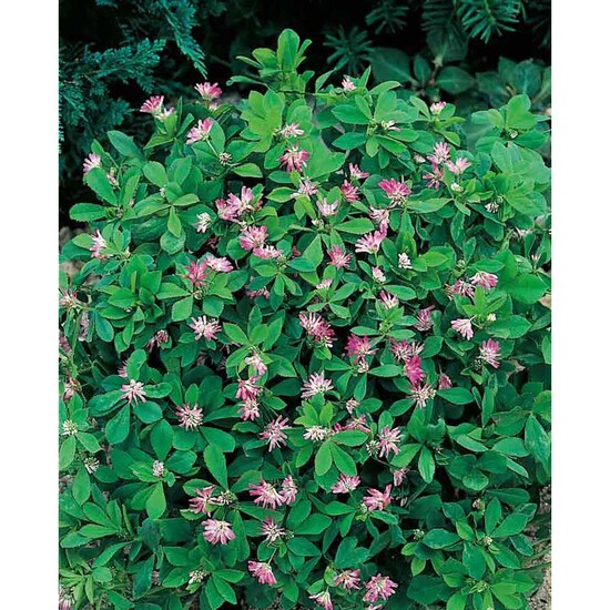 Pflanz-Holz mit Samen (Graspapier-Banderole) - Persischer Klee, 2 Seiten gelasert