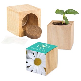 Pflanz-Holz Maxi mit Samen - Margerite