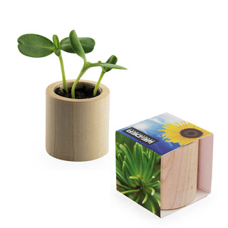 Pflanz-Holz rund mit Samen - Fichte, Rundum-Lasergravur