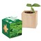 Pflanz-Holz Star-Box mit Samen - Petersilie