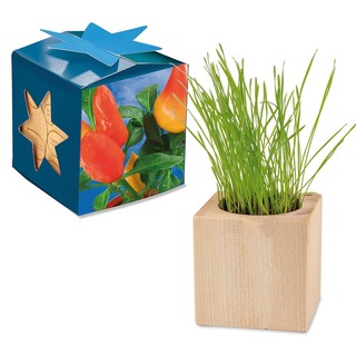 Pflanz-Holz Maxi Star-Box mit Samen - Gewürzpaprika, 2 Seiten gelasert