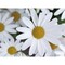 Pflanzeimerchen mit Samen - Margerite